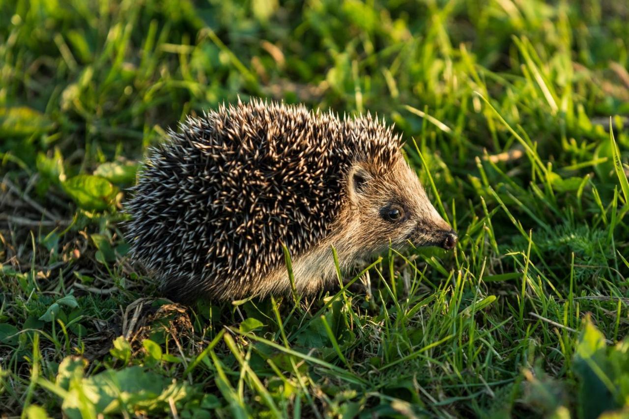 Domek Goscinny Ujście-Darłowskie Esterno foto